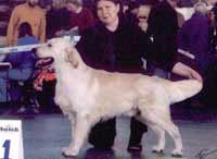 голден ретривер