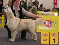 голден ретривер