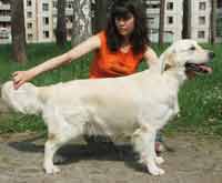 голден ретривер