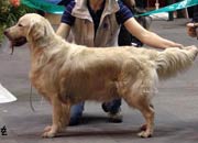 фото "Ретриверы Юга"