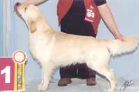 голден ретривер