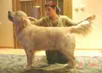 голден ретривер