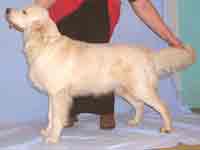 голден ретривер