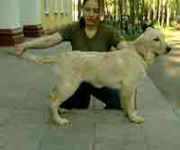 голден ретривер