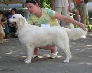 голден ретривер