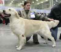 голден ретривер