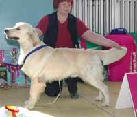 голден ретривер