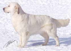 голден ретривер