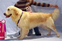 голден ретривер