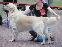 голден ретривер