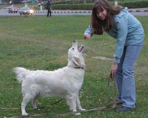 голден ретривер