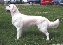 голден ретривер