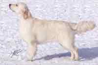 голден ретривер