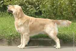 голден ретривер