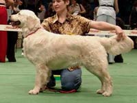    retriever-yug.ru