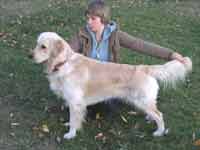 голден ретривер