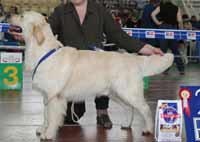 голден ретривер