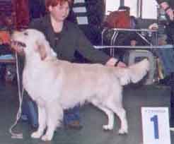 голден ретривер