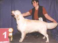 голден ретривер