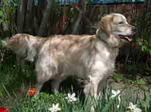 голден ретривер