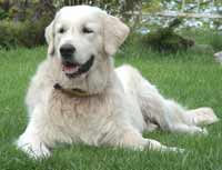 голден ретривер